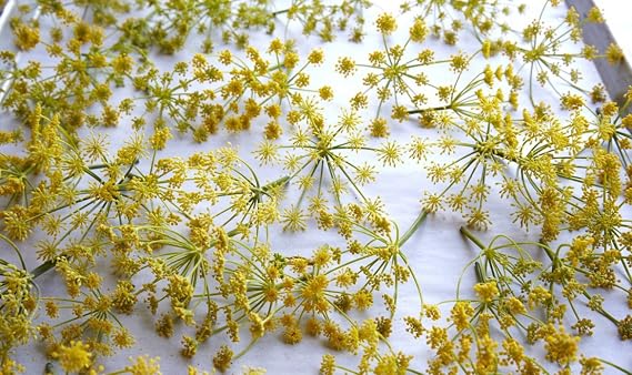 Fennel Pollen Salt from the Seasoned Sea Salts Collection by Merchant Spice Co.