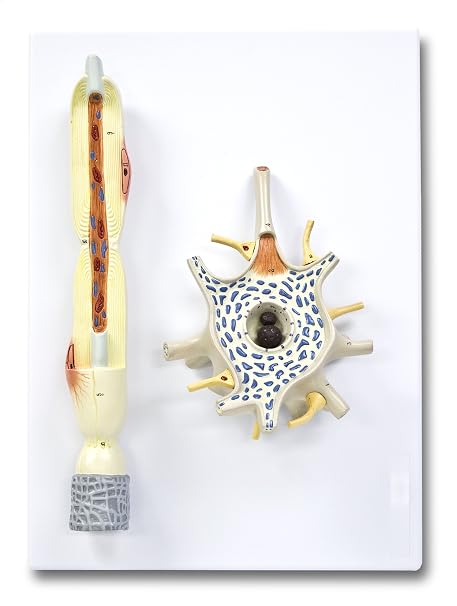 Parco scientific PB00134 Neuron - 2 Parts