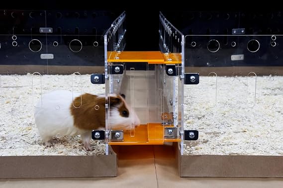 GuineaLoftTM Cage Connector V2 - Connects Guinea Pig Cages Through Corridors | Easy to Insert, Easy to Remove, Can Be Closed, Adds Space and Structures