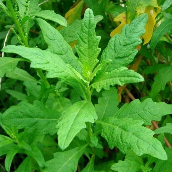 KVITER 300 Epazote Seeds (Chenopodium Ambrosoides) - Semilla de Epazote Mexicano Heirloom Seeds, Apazote Planta Seed for Planting - High Germination Rate, Ideal for Herb Garden