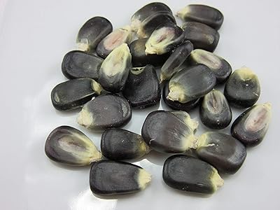 1268-Blue Giant Corn Zea MaysSeeds by Robsrareandgiantseeds UPC0764425788959 Non-GMO,Organic,USA Grower,Farm,Showy,Open Pollinated,Maiz Tostado,Recipe,Flour,Cooking,Native,Sacred Package of 35 Seeds