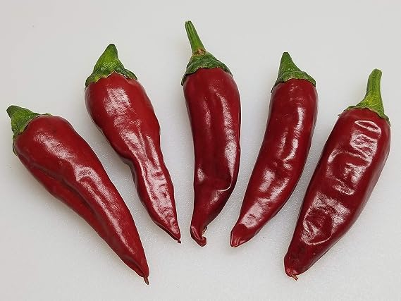 Guajillo Pepper 10+ Seeds