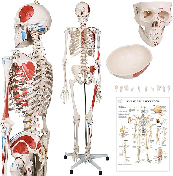 Skeleton Models Skeleton Anatomical Model 180 cm - with Muscles and Moving Parts Including Graphic Poster, Cover, Support Wheel - Model Medical Human Sized Real