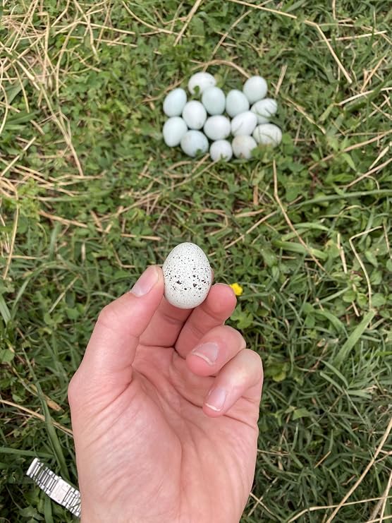 48 Rare Fertile Celadon Blue Coturnix Quail Hatching Eggs Fertilized Quail Eggs for Hatching, Sustainable Backyard Poultry & Small Farms, High Hatch Rate (48 Count)
