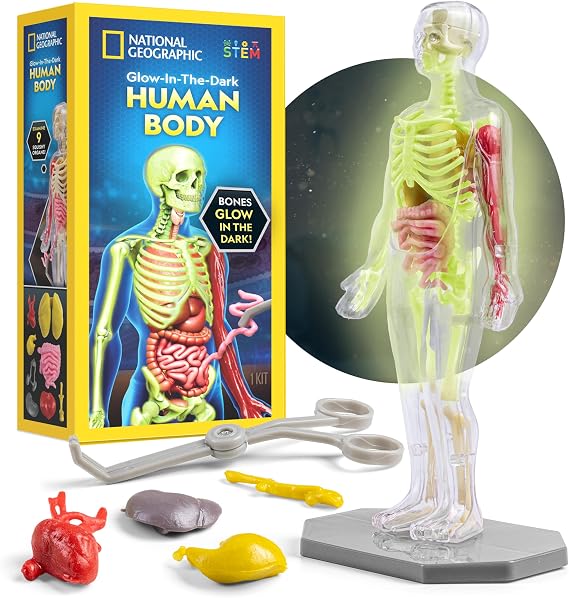 National Geographic Human Body Model for Kids 32-Piece Anatomy Set