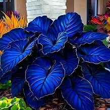 Elephant Ear Bulbs for Spring,Potted-Plants-Rhizome,Hosta Mix for Garden,Excellent Display-2bulbs