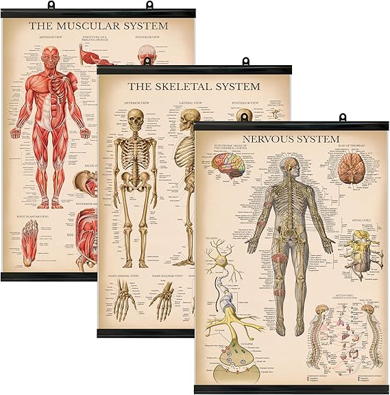 Palace Learning 3 Pack - Vintage Muscle + Skeleton + Nervous System Anatomy Poster Set - Muscular and Skeletal System Anatomical Charts - Laminated With Plastic Frame 18" x 24"