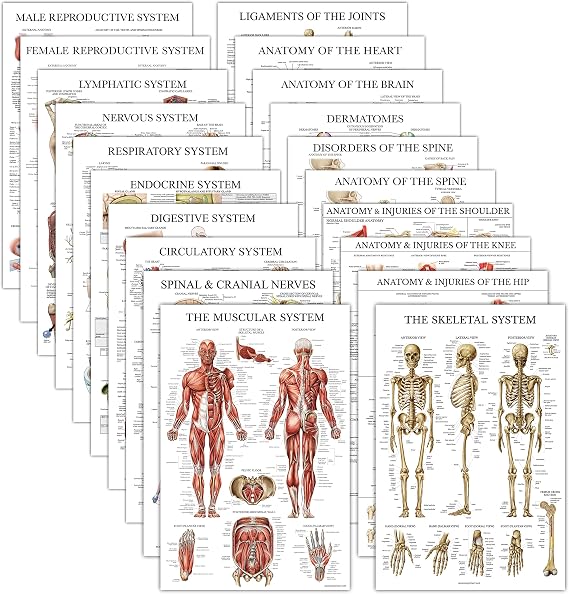 20 Pack - Anatomical Posters - Laminated - Muscular, Skeletal, Digestive, Respiratory, Circulatory, Endocrine, Lymphatic, Male & Female, Nervous, Spinal Nerves, Anatomy Charts - 18" x 24"
