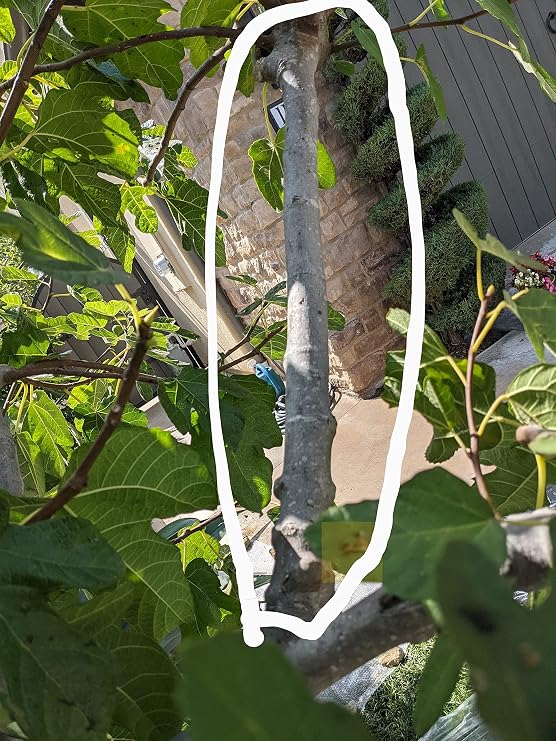 One Big 3" Thick Garnsey White Fig Tree 3' + Long Cutting, Freshly Cut to Order