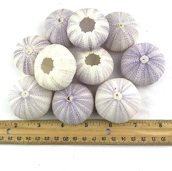 Worlds Natural Purple Sea Urchins for Air Plants,Craft and Decorations 10PC(Approx:2" Inch)