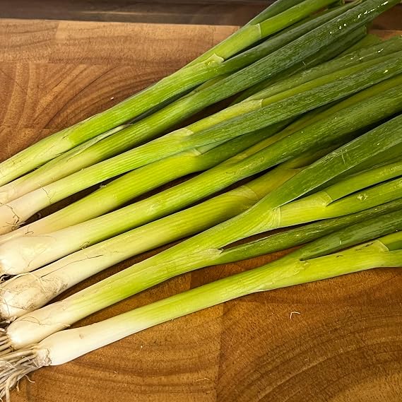 Spring Onion Seeds, Pack of 500 Seeds – Long White Ishikura Spring Onion Planting Seeds for Gardens, Pots & Allotments – Suitable for Indoor & Outdoor Planting – Packed in the UK by Meldon Seeds
