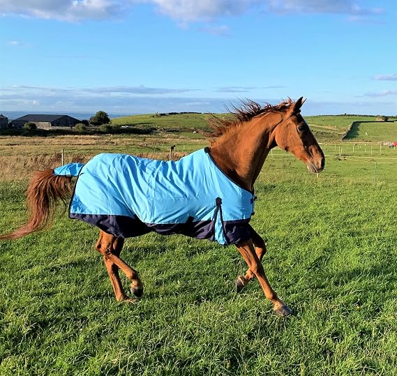 600D Light Weight Waterproof Horse Turnout Rug 100g Fill